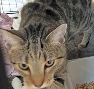 Photo of Henrietta