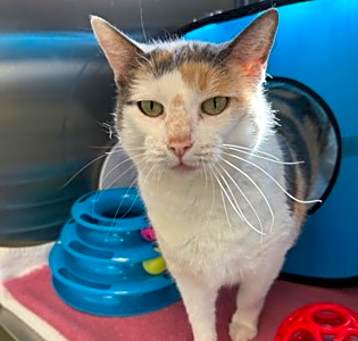 Photo of Meowrah Carey