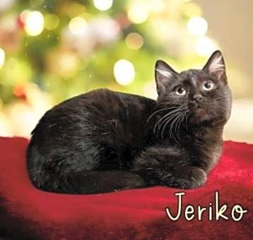 Photo of Jeriko 124115