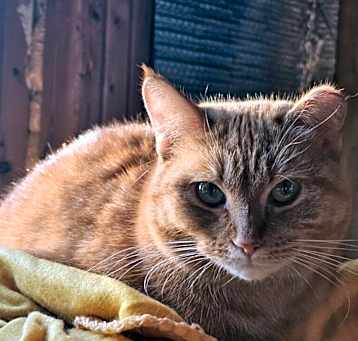 Photo of Marmalade