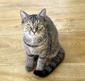 Photo of Ginger