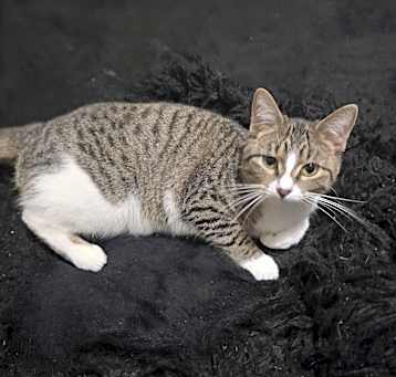 Photo of Akira