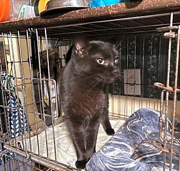 Photo of Blackfish