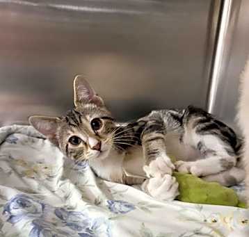 Photo of Harley