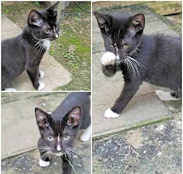 Photo of TUXEDO