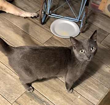 Photo of Turbo