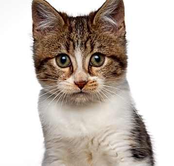 Photo of Buttons