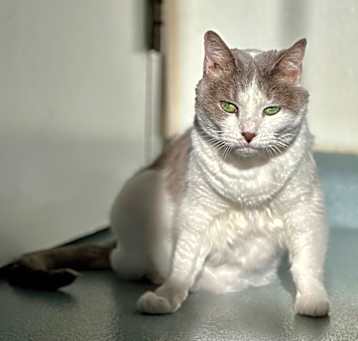 Photo of Amelia