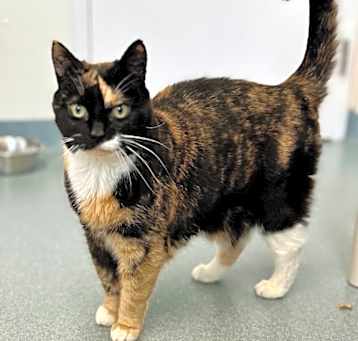 Photo of Callie (fka Swin)