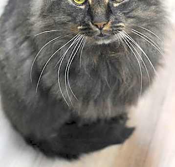 Photo of Juno