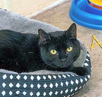 Photo of Akula