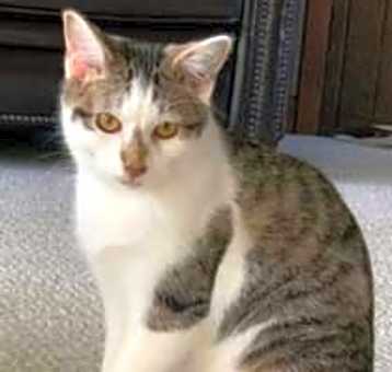 Photo of KITTEN CHESTER