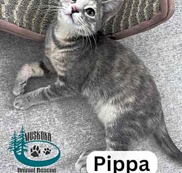 Photo of Pippa - Cuddly Companion!