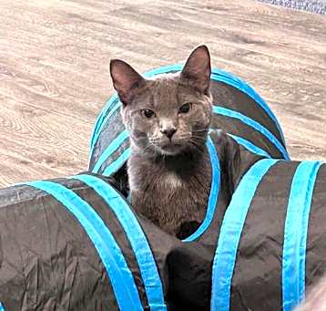 Photo of Oscar @ The Cat's Brew