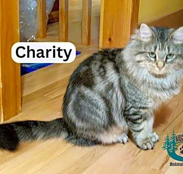 Photo of Charity - Chatty Kitty!