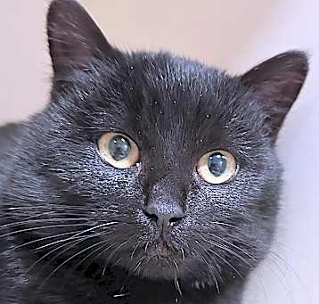 Photo of BooBoo