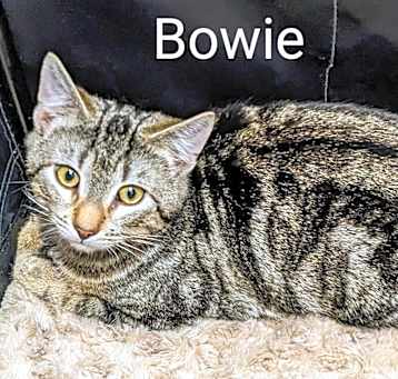 Photo of Bowie
