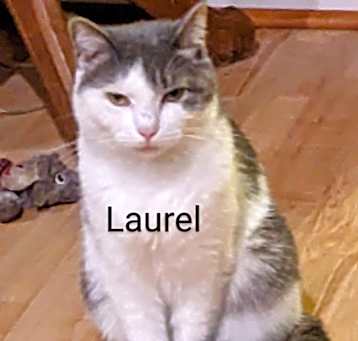 Photo of Laurel
