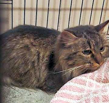 Photo of Minnie II