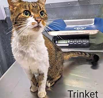Photo of Trinket