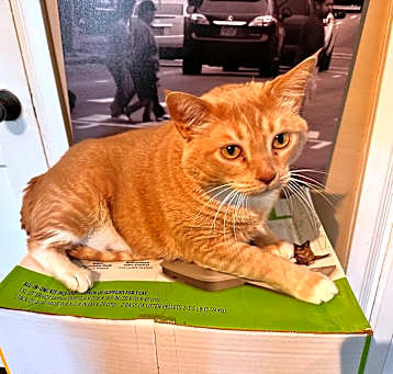 Photo of Pumpkin