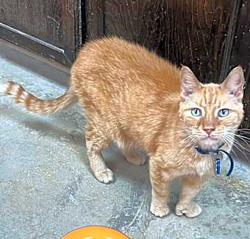Photo of Briar