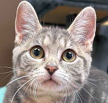 Photo of Pepper