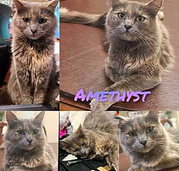 Photo of Amethyst