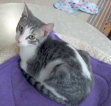 Photo of Nickie