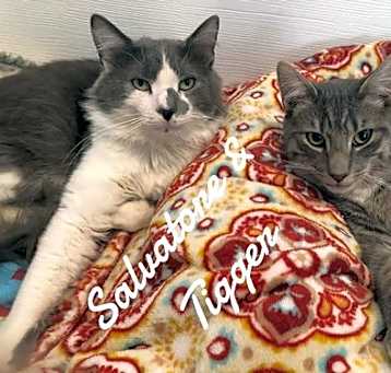 Photo of Salvatore & Tigger