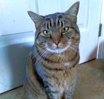Photo of Sybil - sponsored!