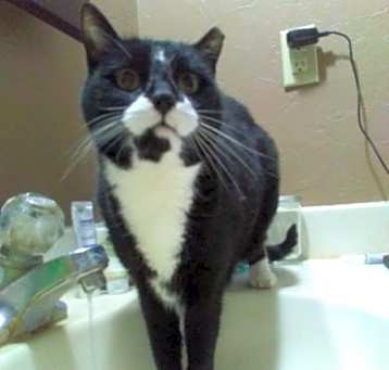 Photo of Ralphie - sponsored!