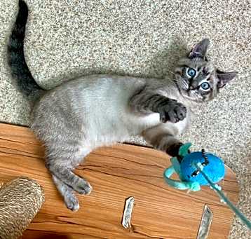 Photo of Henry