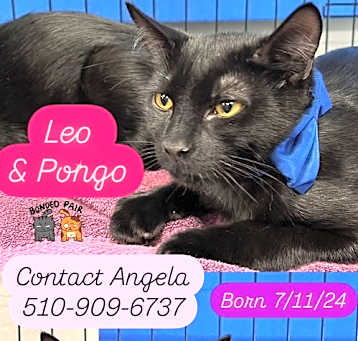 Photo of Leo and Pongo