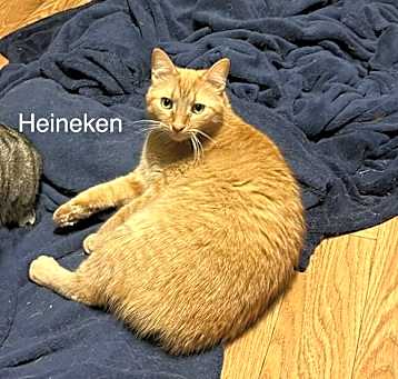 Photo of Heineken - AK