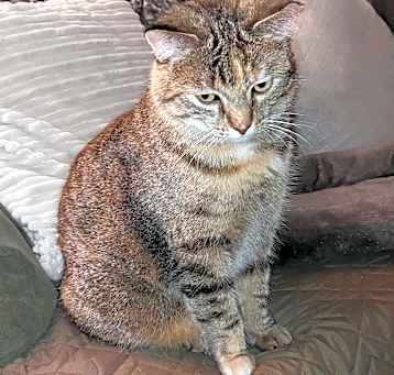 Photo of Gypsy