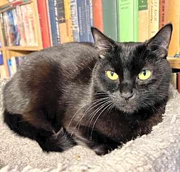 Photo of Luna Beans
