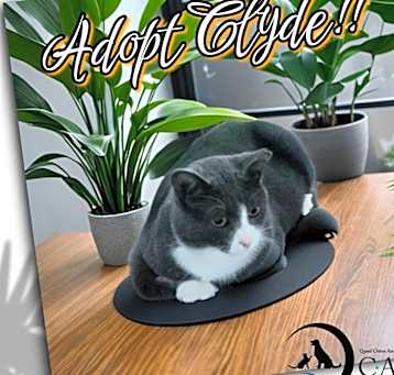 Photo of Clyde