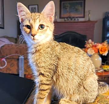 Photo of Goldenlee