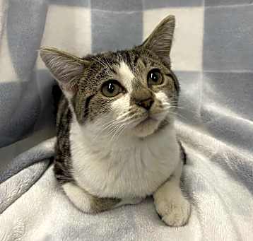 Photo of Arugula