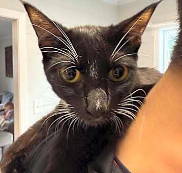 Photo of Domino