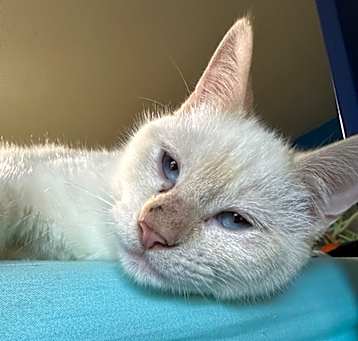 Photo of Tater Tot