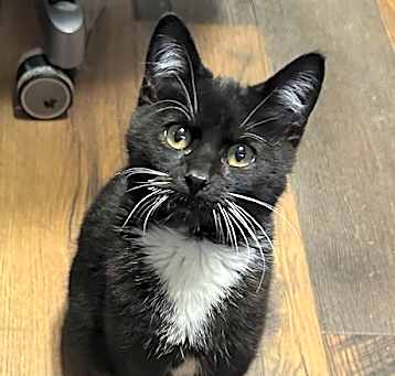 Photo of Oreo