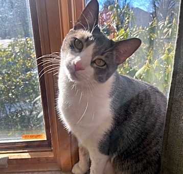 Photo of Milo