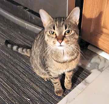 Photo of Toffee