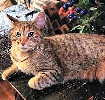 Photo of Snickers