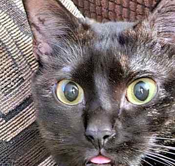 Photo of Jinx