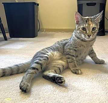 Photo of Cleo