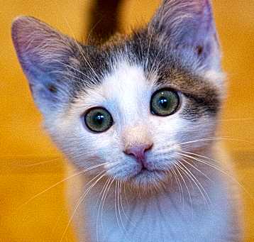 Photo of Dottie