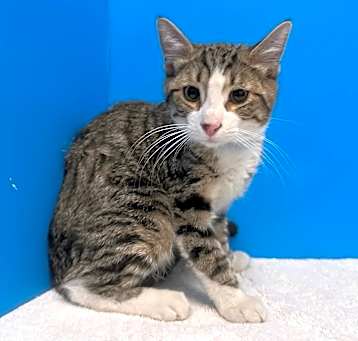 Photo of Niko